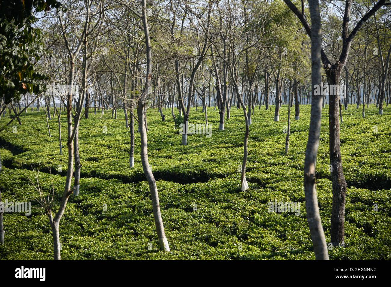 Batabari hires stock photography and images Alamy