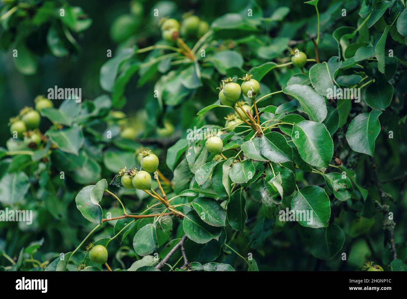 Unripe fruits of wild pear on tree branches, green leaves and spider web covering fruits Stock Photo