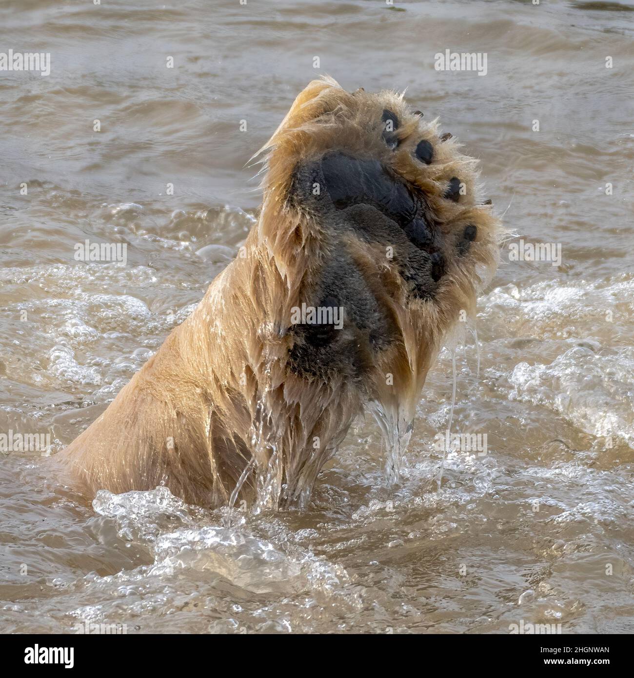 Polar Bear paw raised out of the water at Yorkshire Wildlife Park, UK Stock Photo