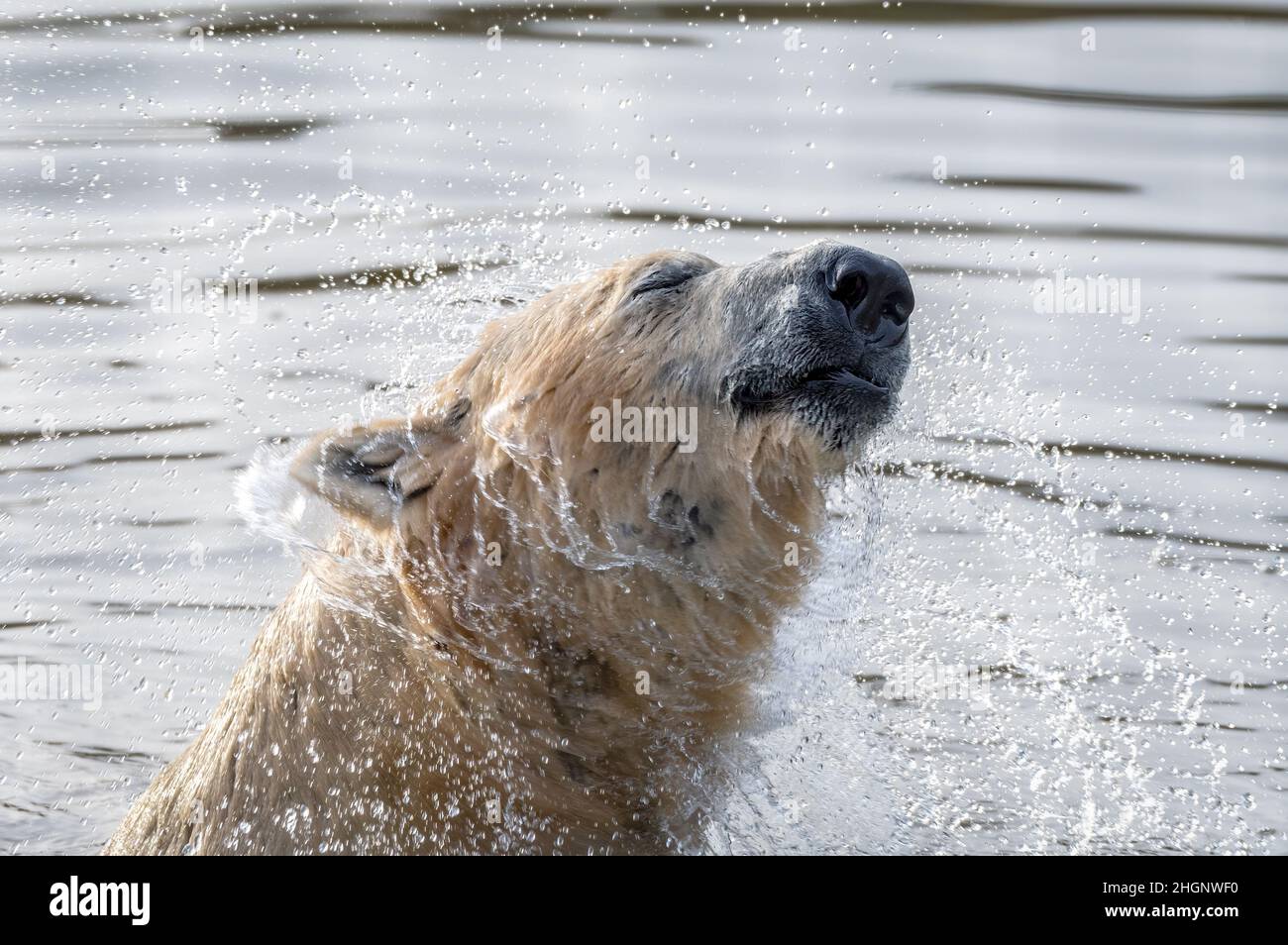 Polar Bear shaking water off his head at Yorkshire Wildlife Park, UK Stock Photo