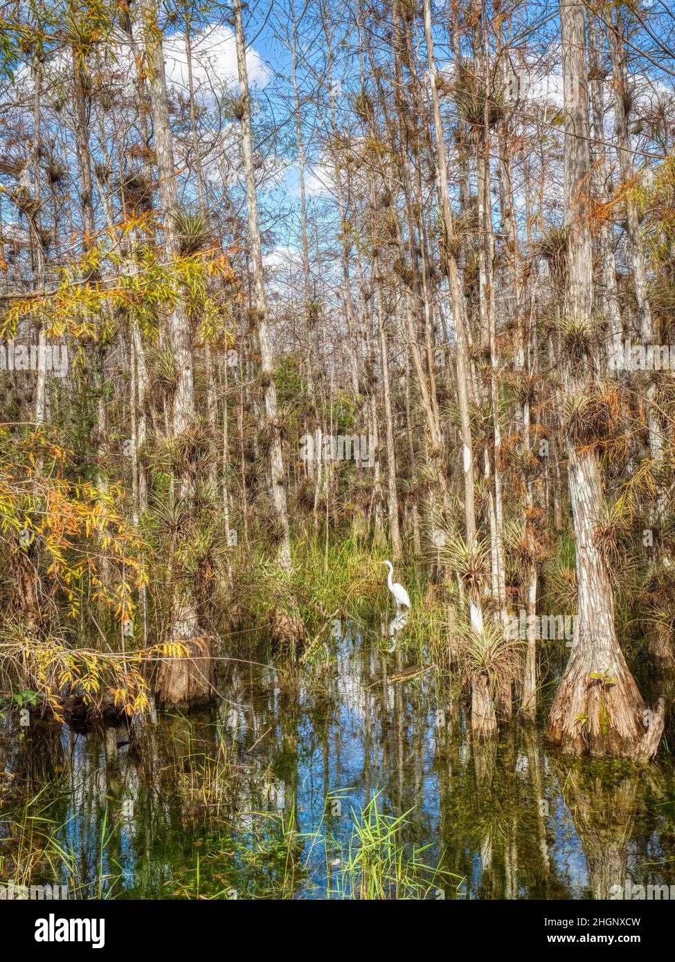 Cyrpress trees in swamp along Loop Road in Big Cypress National Preserve in Florida USA Stock Photo