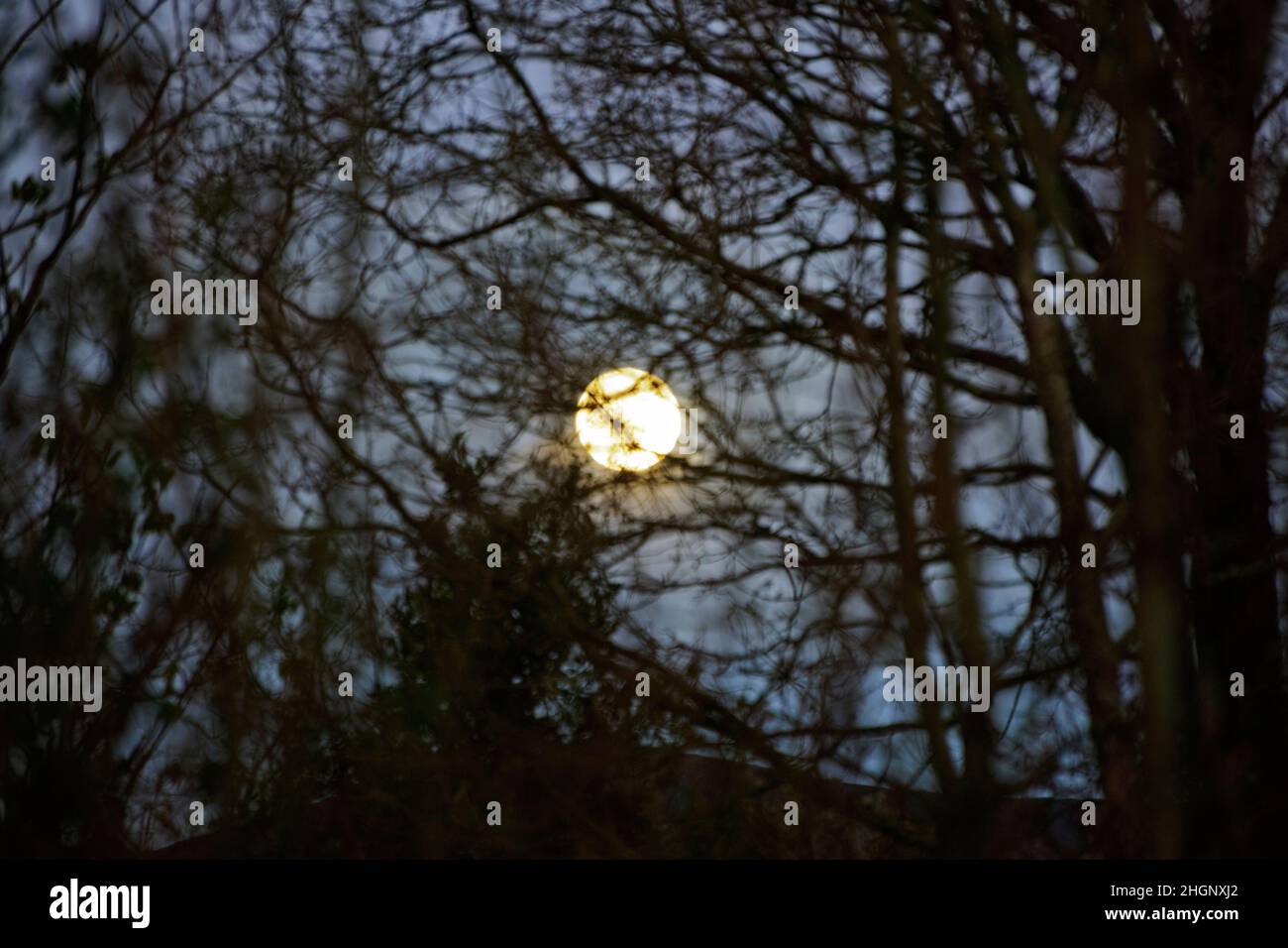 Spring Equinox full moon seen rising through bare tree branches. North Wales Stock Photo