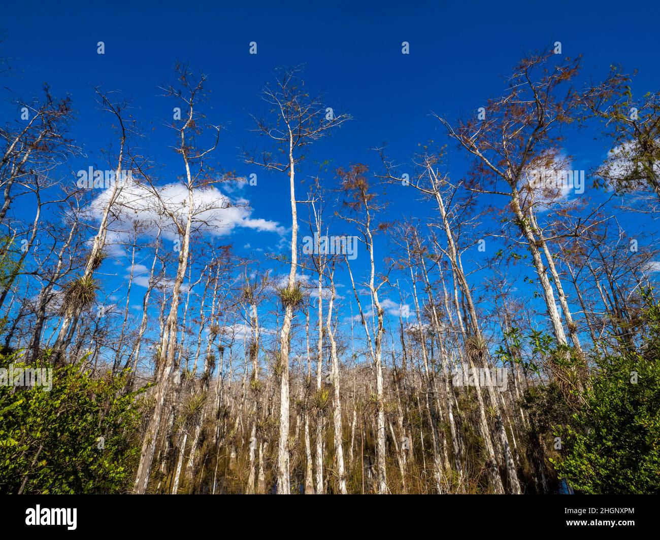 Cyrpress trees in swamp along Loop Road in Big Cypress National Preserve in Florida USA Stock Photo