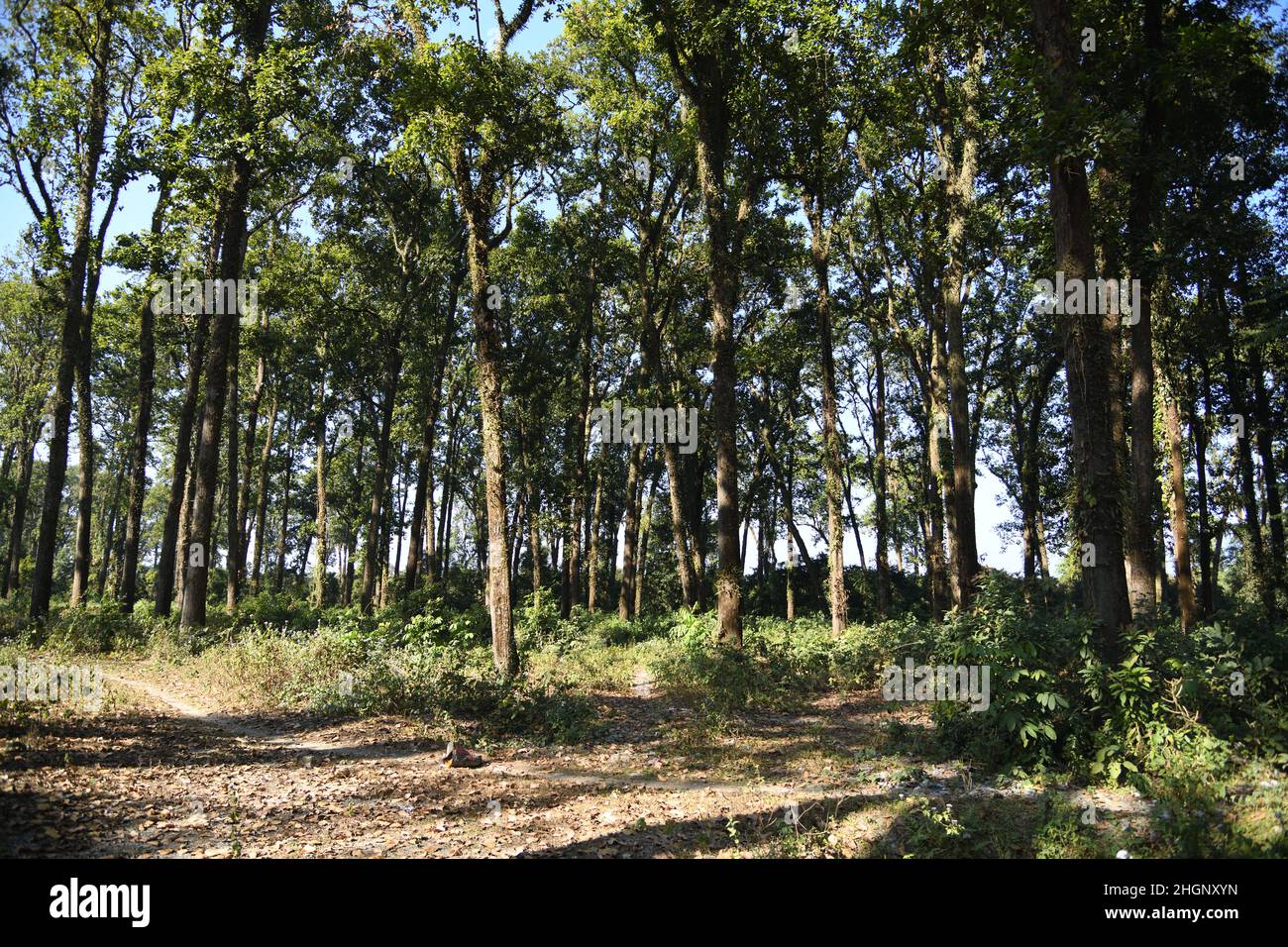 Sal (Shorea robusta) forest. Mangalbari area, Malbazar, Jalpaiguri