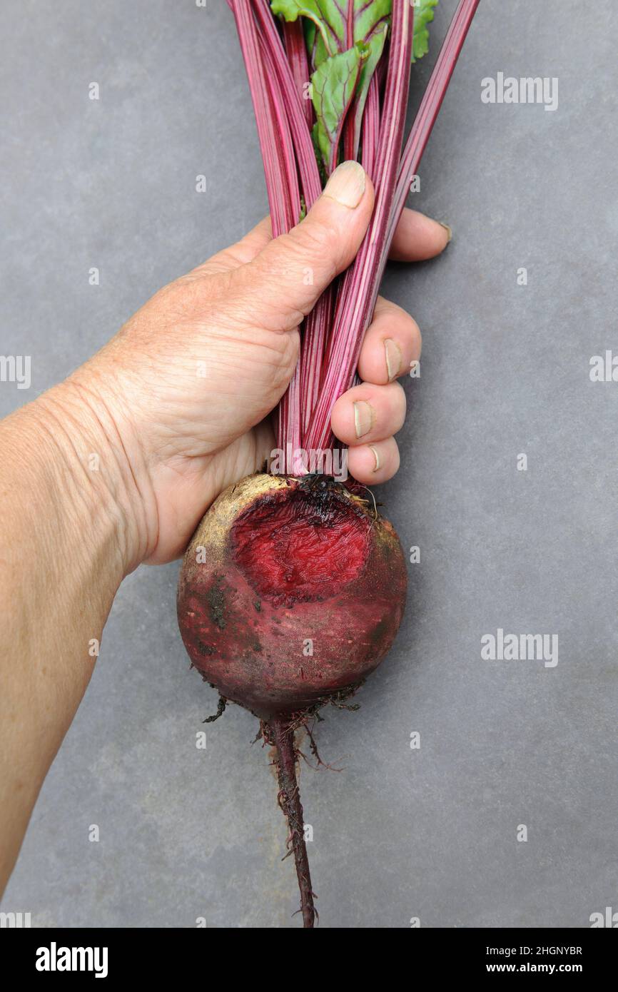 Beetroot, variety Rhonda, gnawed by rodents (probably mice) Roots hollowed out or completely eaten off, teeth marks visible. Stock Photo