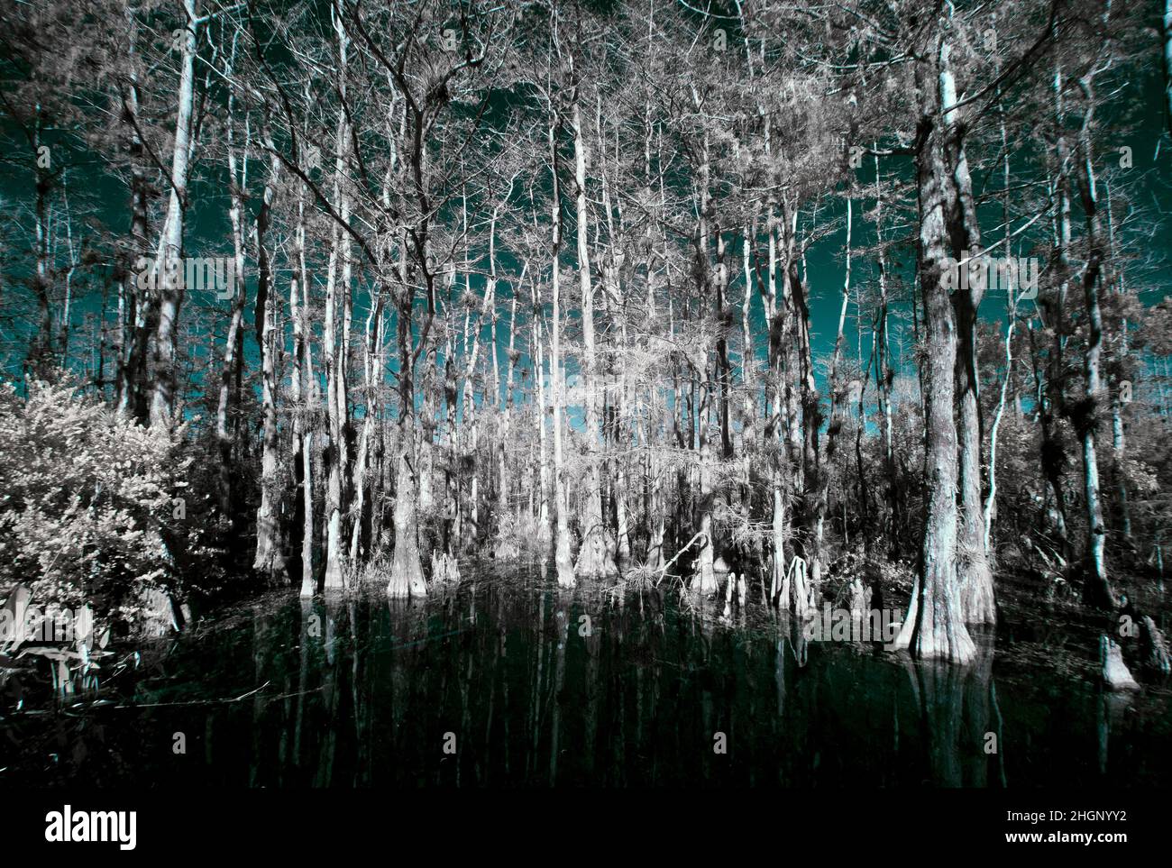 Infrared Red iamge along Loop Road in Big Cypress National Preserve in Florida USA Stock Photo