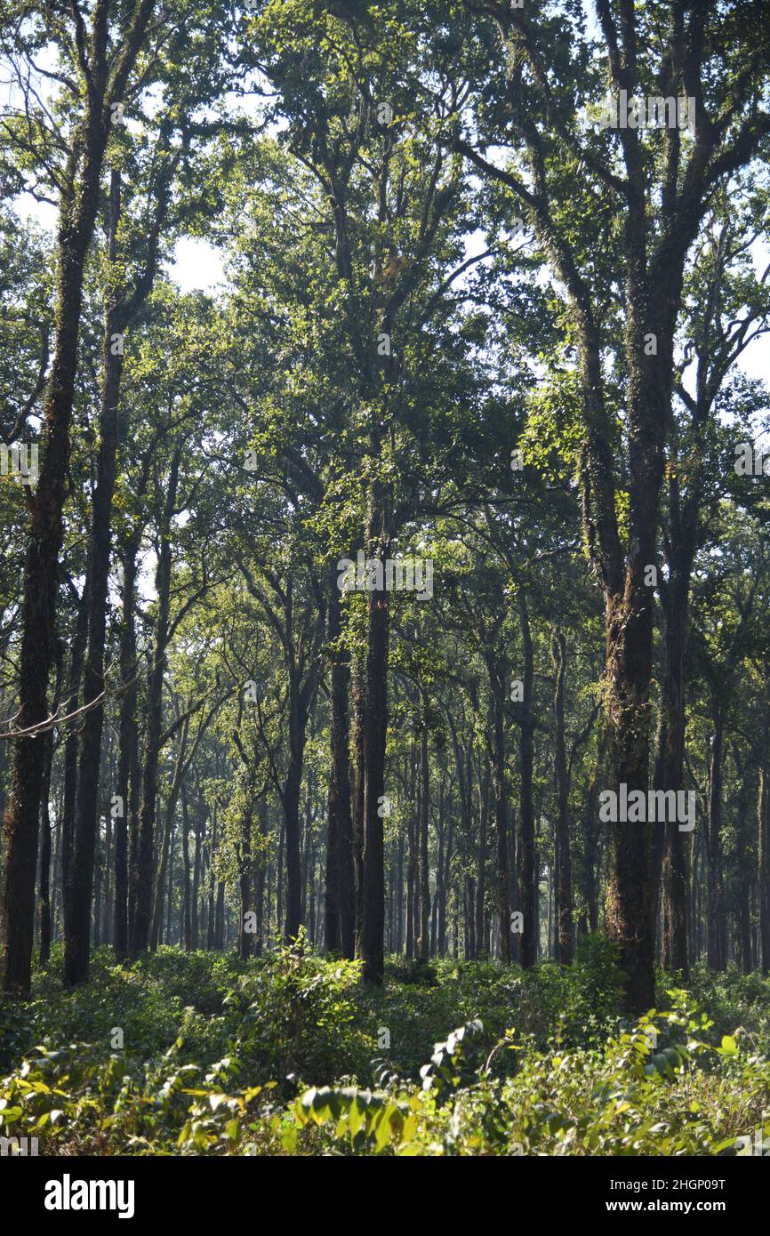 Sal (Shorea robusta) forest. Mangalbari area, Malbazar, Jalpaiguri