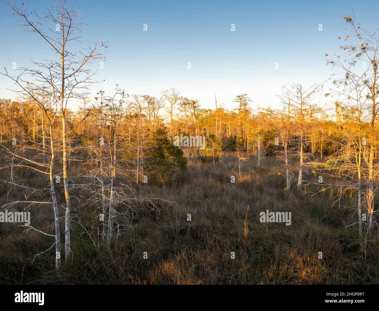 Cypress trees in Kirby Shorter Roadside Park area of Big Cypress National Preserve in Florida USA Stock Photo