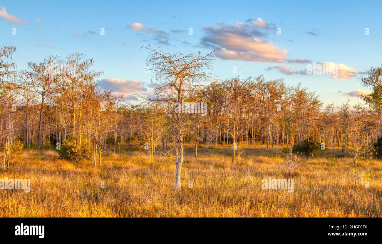 Cypress trees in Kirby Shorter Roadside Park area of Big Cypress National Preserve in Florida USA Stock Photo