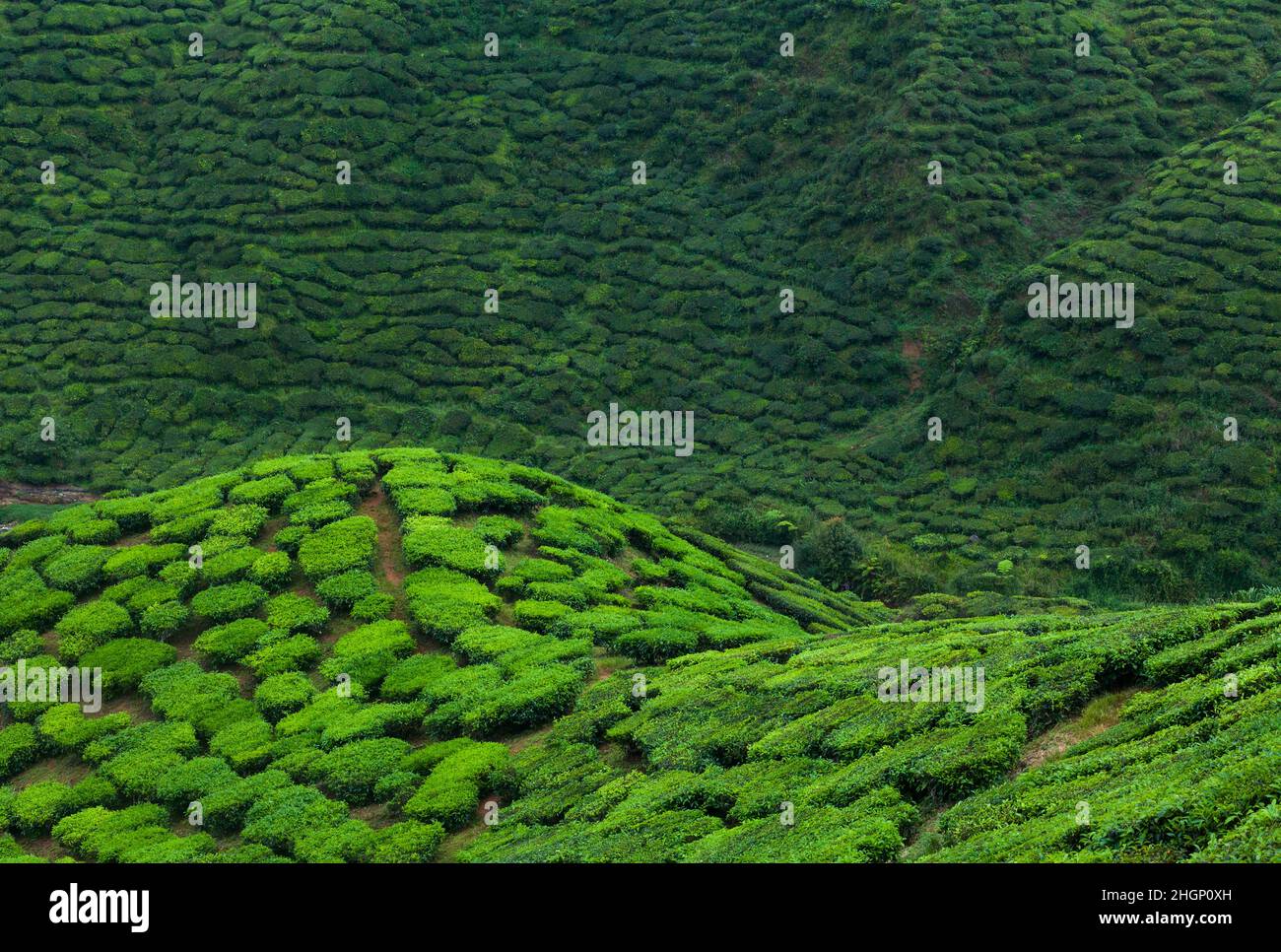 Tea plantation hill Cameron Highlands Stock Photo Alamy