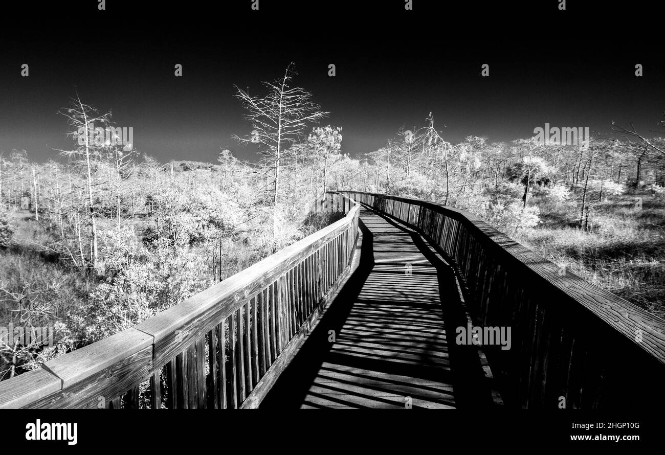 Infrared Red image of the Braodwalk trail at the Kirby Shoter Roadside Park in Big Cypress National Preserve in  Southern Florida USA Stock Photo
