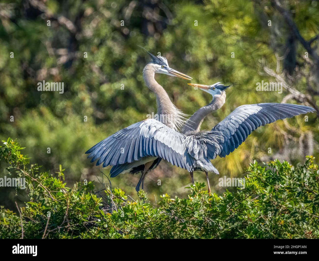 Two Great Blue Herons interacting with each other at the Venice Audubon Bird Rookery in venice Florida USA Stock Photo