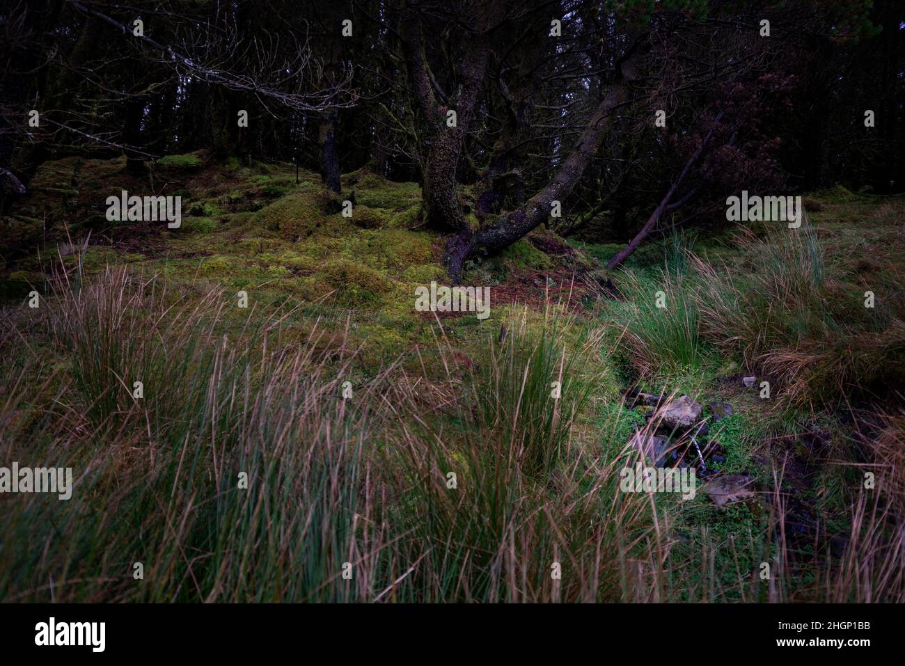 A dark forest in Ireland, the wet soil  is covered with green moss. A small well rises at the bottom right Stock Photo