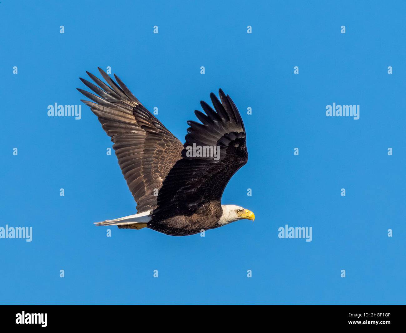 Bald Eagle flying over Myakka River State Park in Sarasota Florida USA Stock Photo