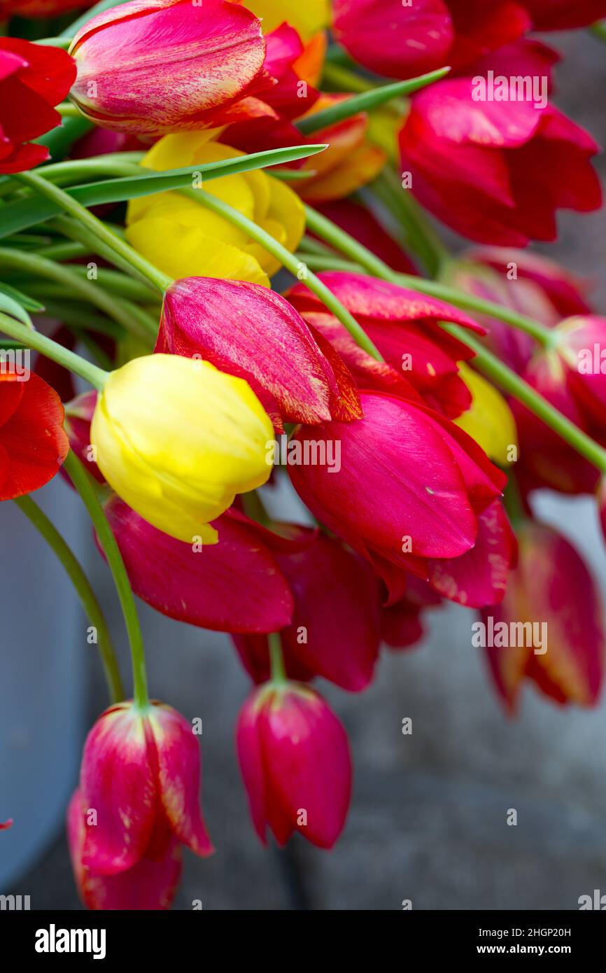 colorful tulips in a bucket Stock Photo - Alamy