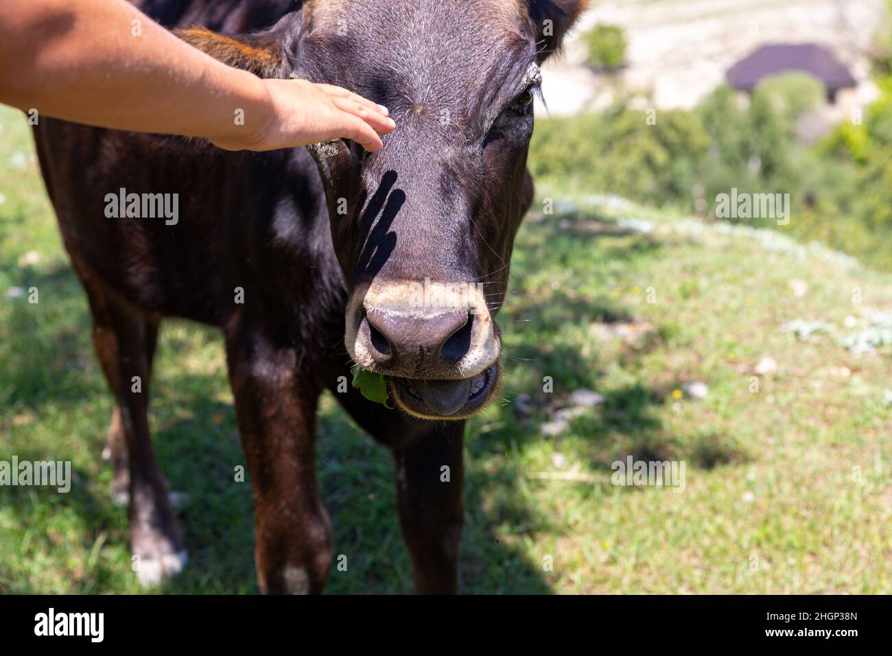 Human hand strokes head of young brown bull or cow. A chocolate colored calf grazes in shade of trees on hot summer day. Caring for domestic animals Stock Photo