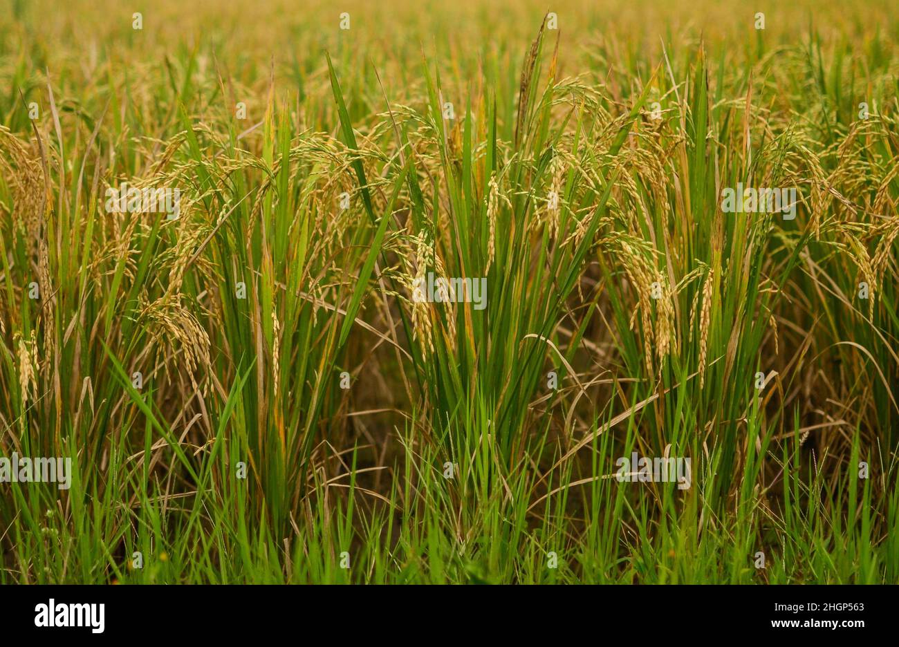 ripe rice on the field. bali rice terraces Stock Photo
