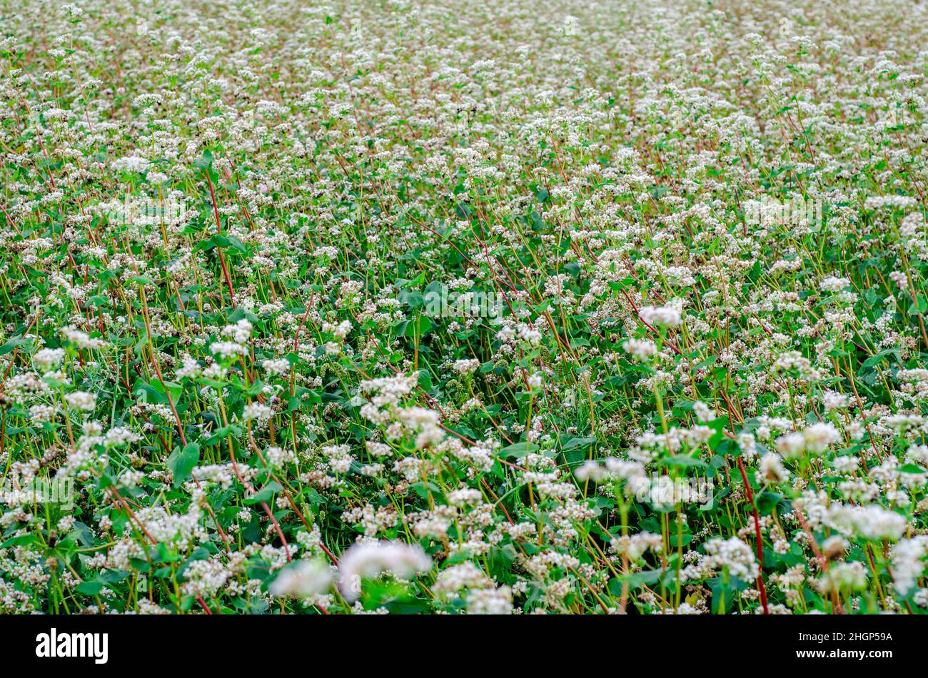 Buckwheat farm. Spring field with buckwheat blooms. Healthy Eating