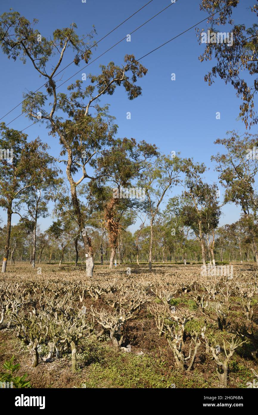 Pruned tea bushes at regular interval to maintain the height and
