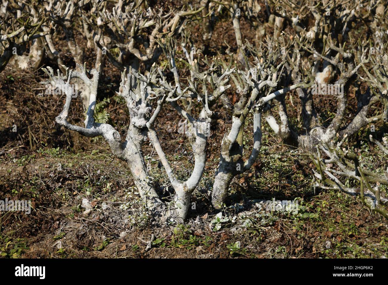 Pruned tea plant at regular interval to maintain the height and