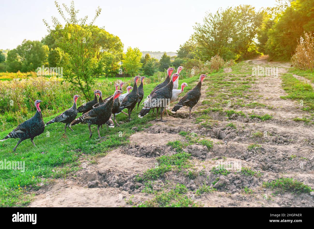 Group of young turkeys near country road. Poultry breeding Stock Photo