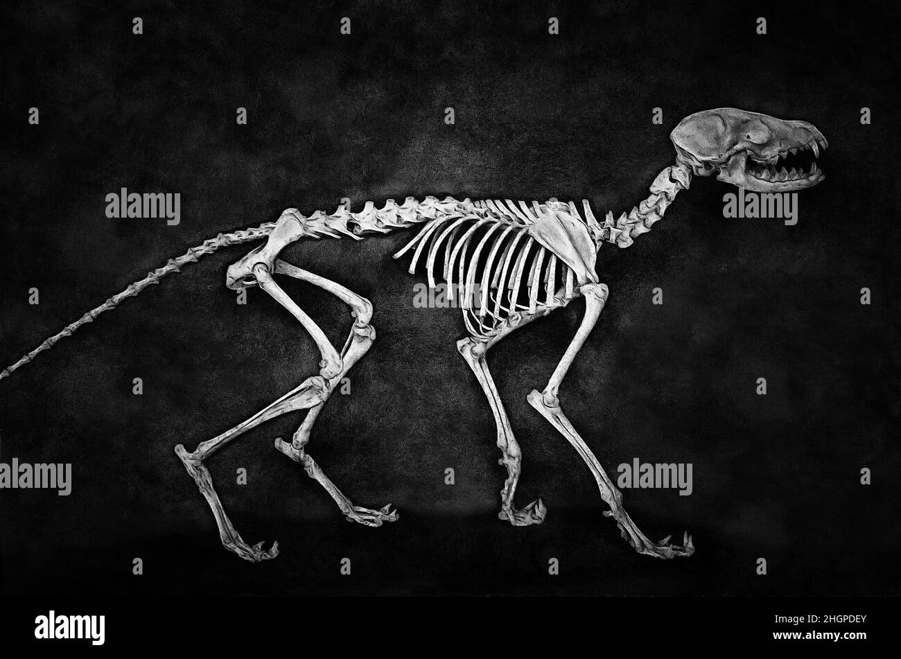 Illustrations Arctic fox skeleton Stock Photo
