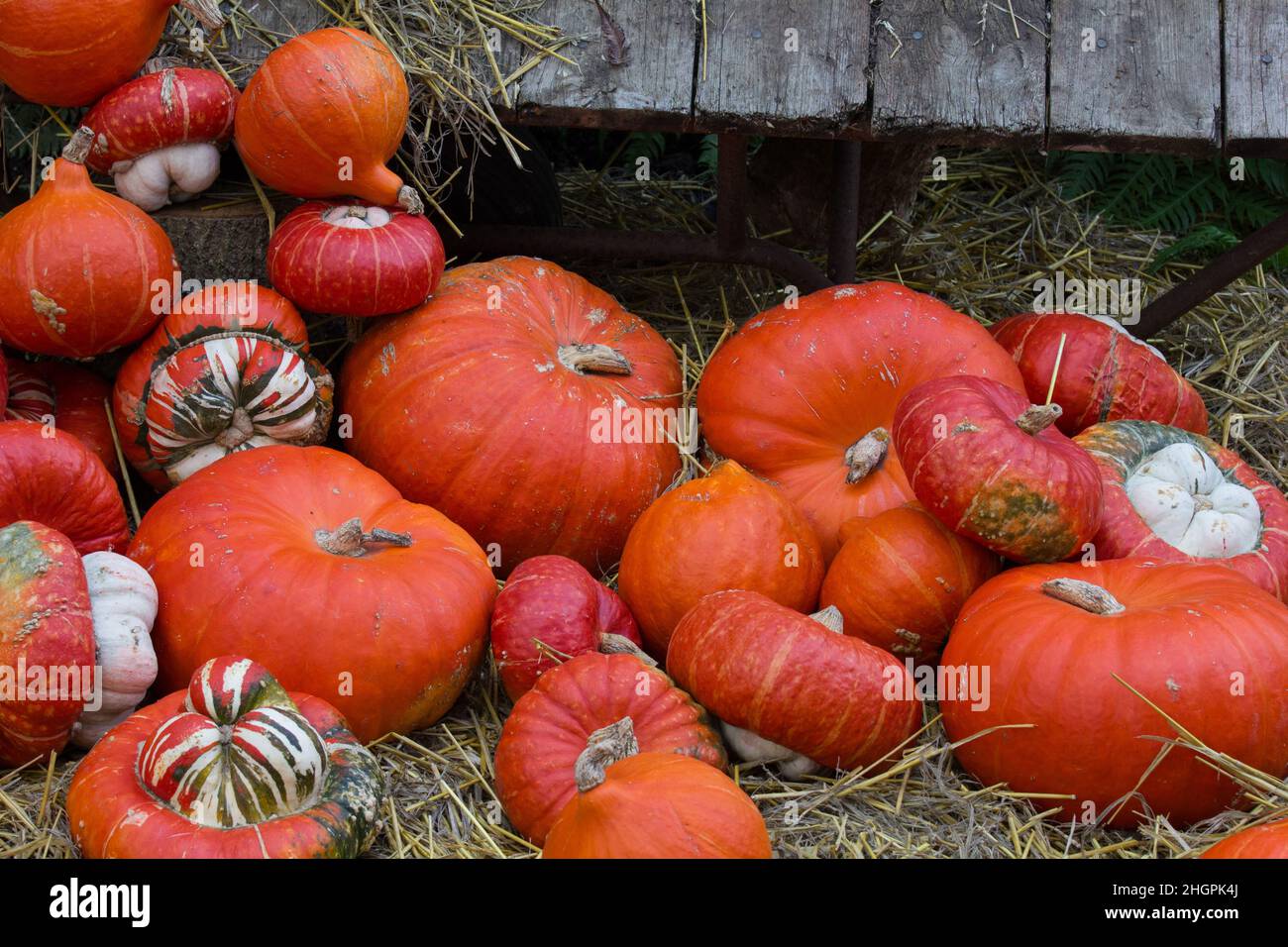 Pumpkins and squashes of different sizes and colour.  Ready for use. Stock Photo