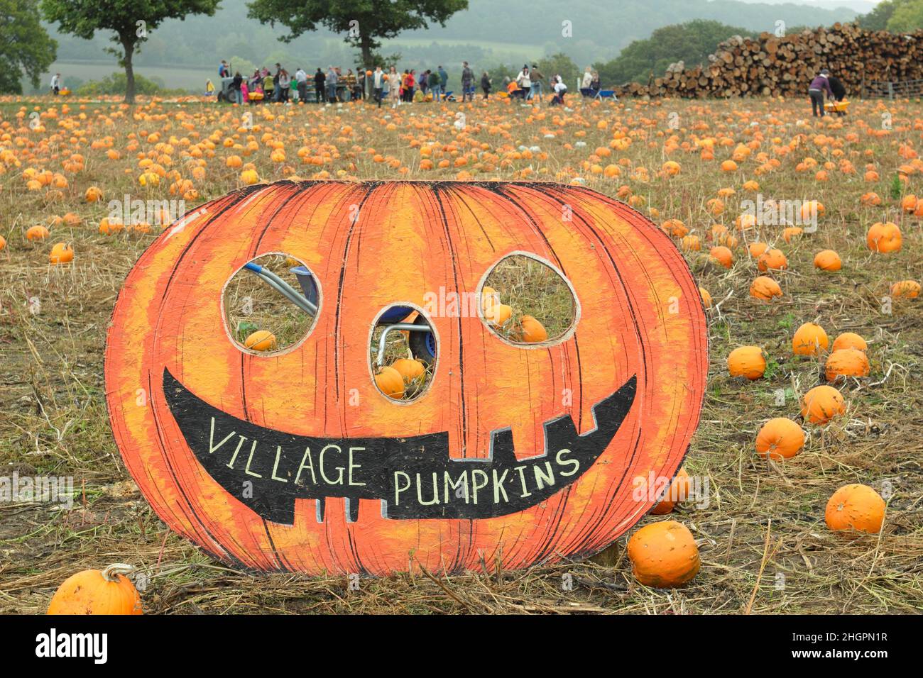 Pumpkin patch. Members of the public visit a pumpkin farm to pick their own fruit for Halloween celebrations in October. UK Stock Photo