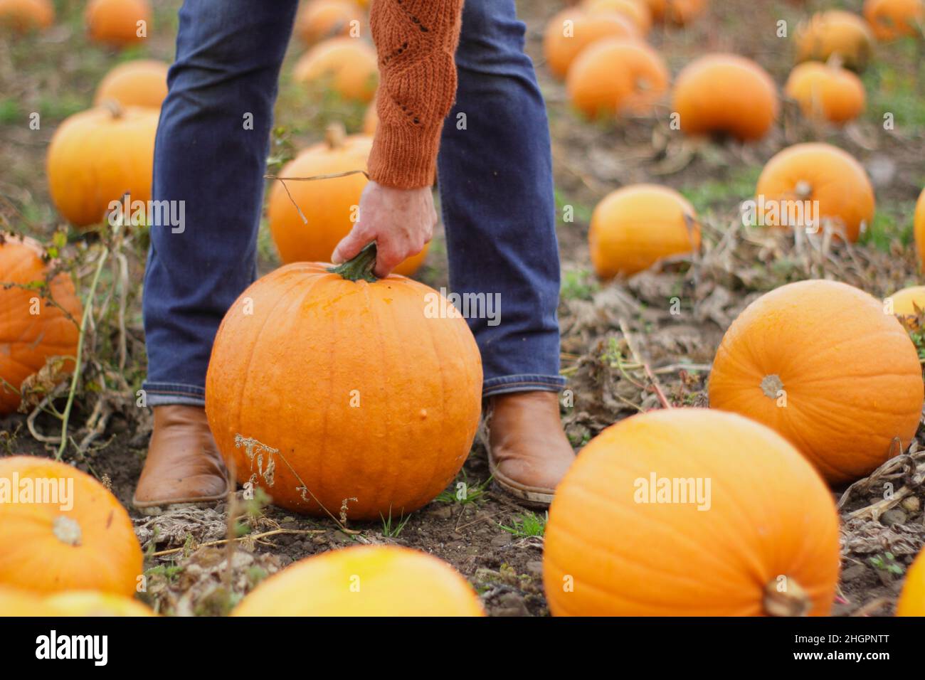 Pumpkin. Woman holding large Jack O Lantern pumpkin at a UK pumpkin patch ahead of Halloween celebrations in October. UK Stock Photo