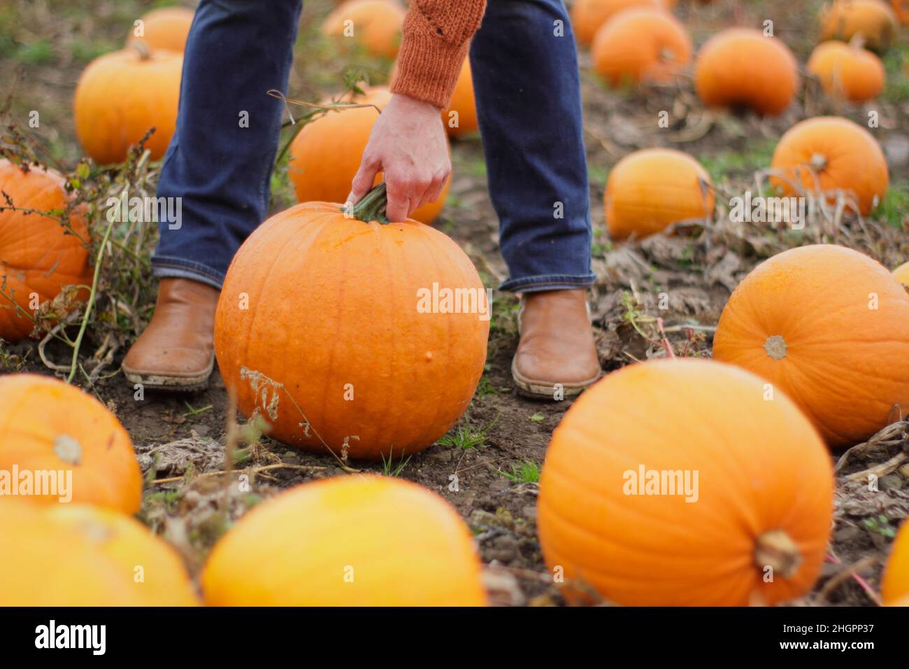 Pumpkins. Woman picking large Jack O Lantern pumpkin at a UK pumpkin farm ahead of Halloween celebrations in October. UK Stock Photo