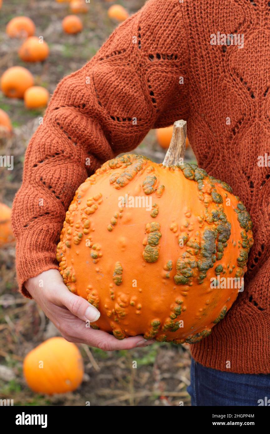 Woman holding freshly picked 'Goosebumps' pumpkin at a UK pumpkin farm ahead of Halloween celebrations. Cucurbita pepo. Stock Photo