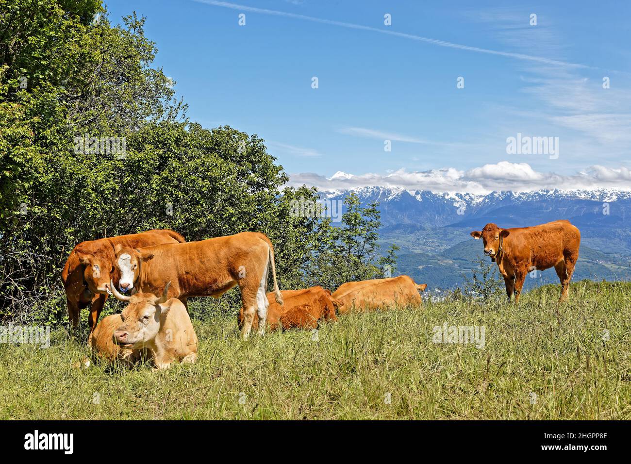 Herd of cows in mountain meadows with snowy peaks in the background Stock Photo