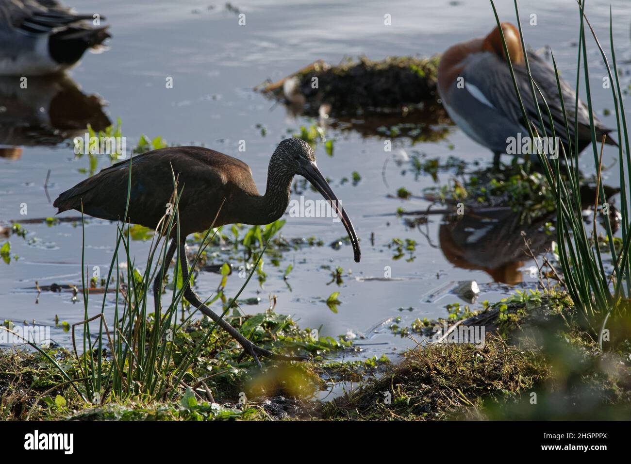 Glossy ibis (Plegadis falcinellus) a scarce visitor to the UK foraging in a marshland pool, Catcott Lows NNR, Somerset, England, UK, January 2022. Stock Photo