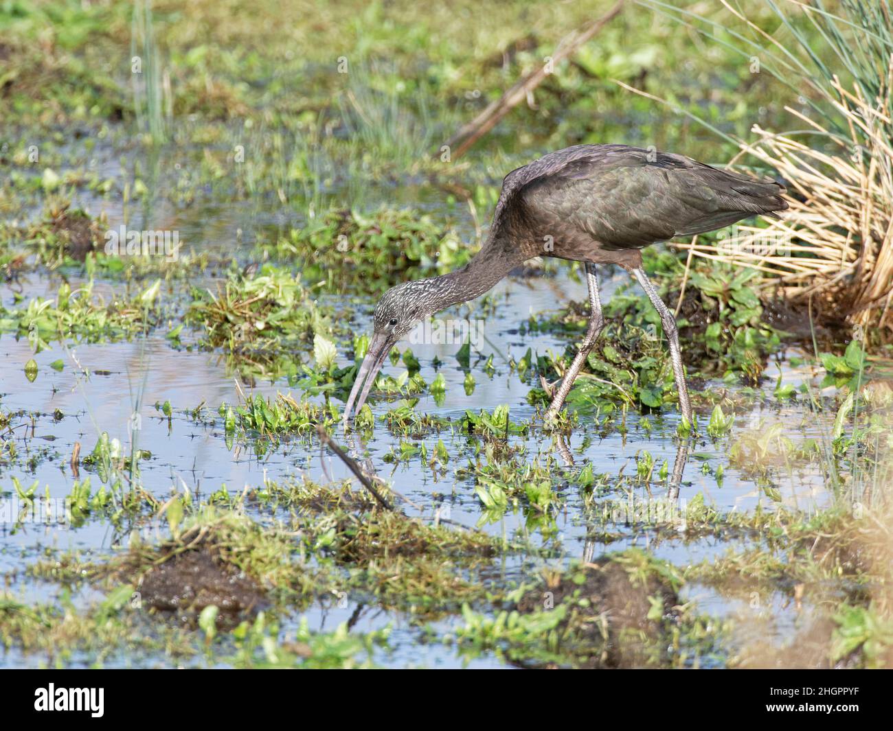 Glossy ibis (Plegadis falcinellus) a scarce visitor to the UK foraging in a marshland pool, Catcott Lows NNR, Somerset, UK, January 2022. Stock Photo