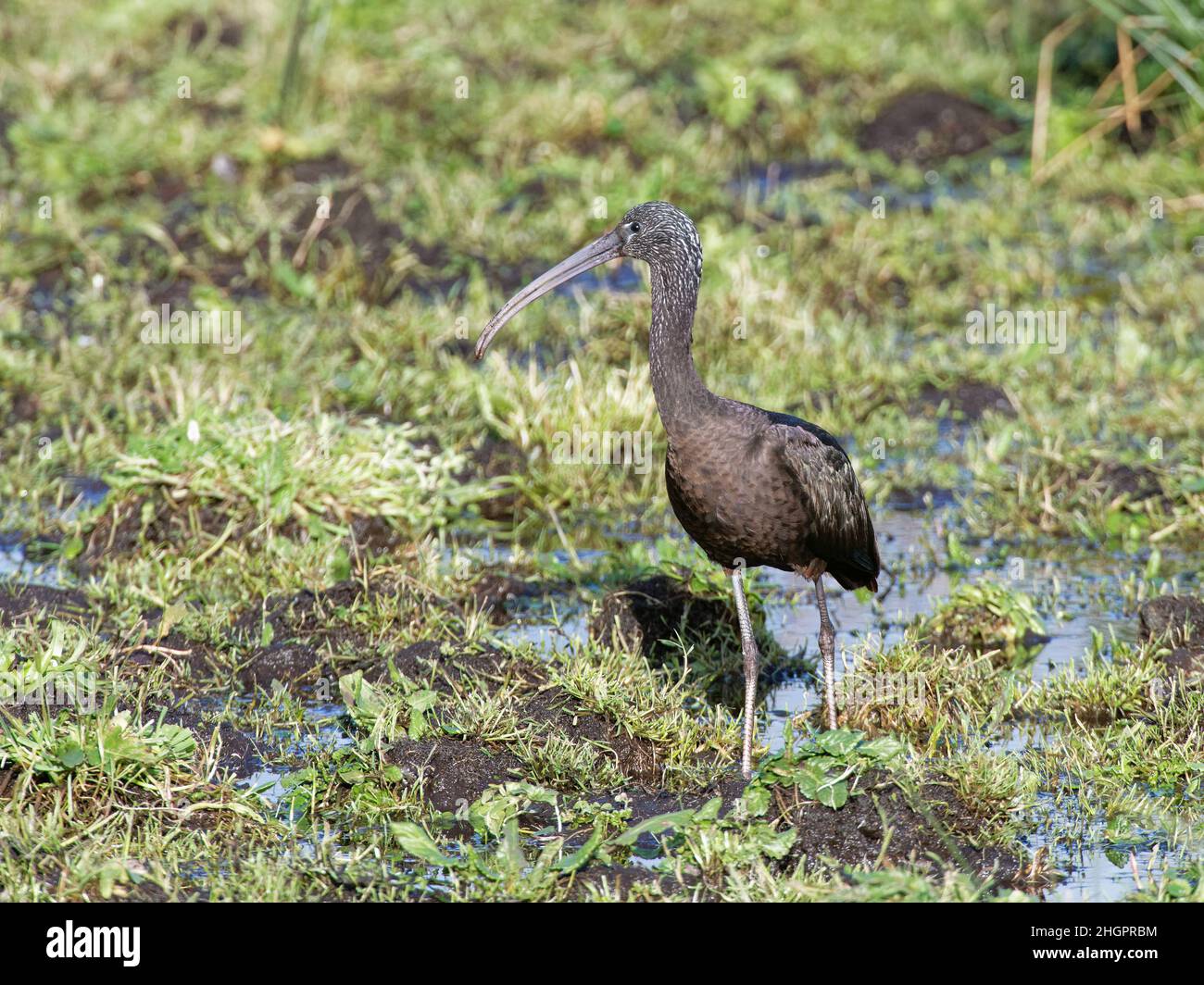 Glossy ibis (Plegadis falcinellus) a scarce visitor to the UK standing in a marshland pool, Catcott Lows NNR, Somerset, UK, January 2022. Stock Photo