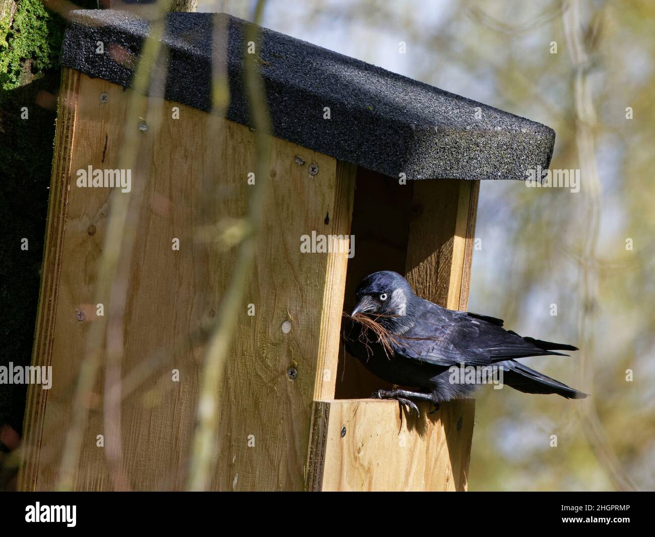 Jackdaw (Corvus monedula) perched at the entrance to a nest box  with a bunch of dried grasses in its beak for lining its nest, Wiltshire, UK, March. Stock Photo