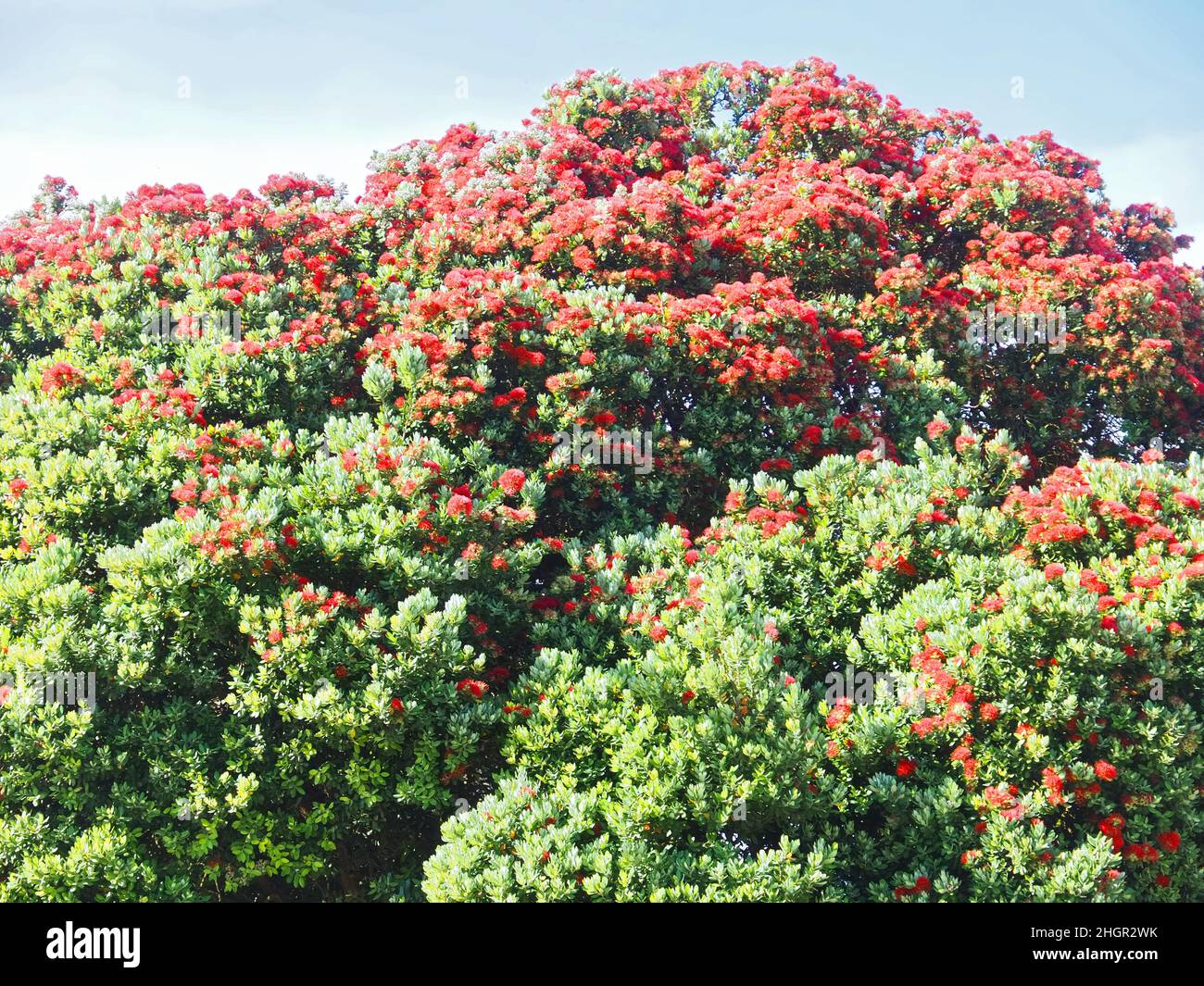 Red blossoms of Metrosideros excelsa, New Zealand christmas tree Stock