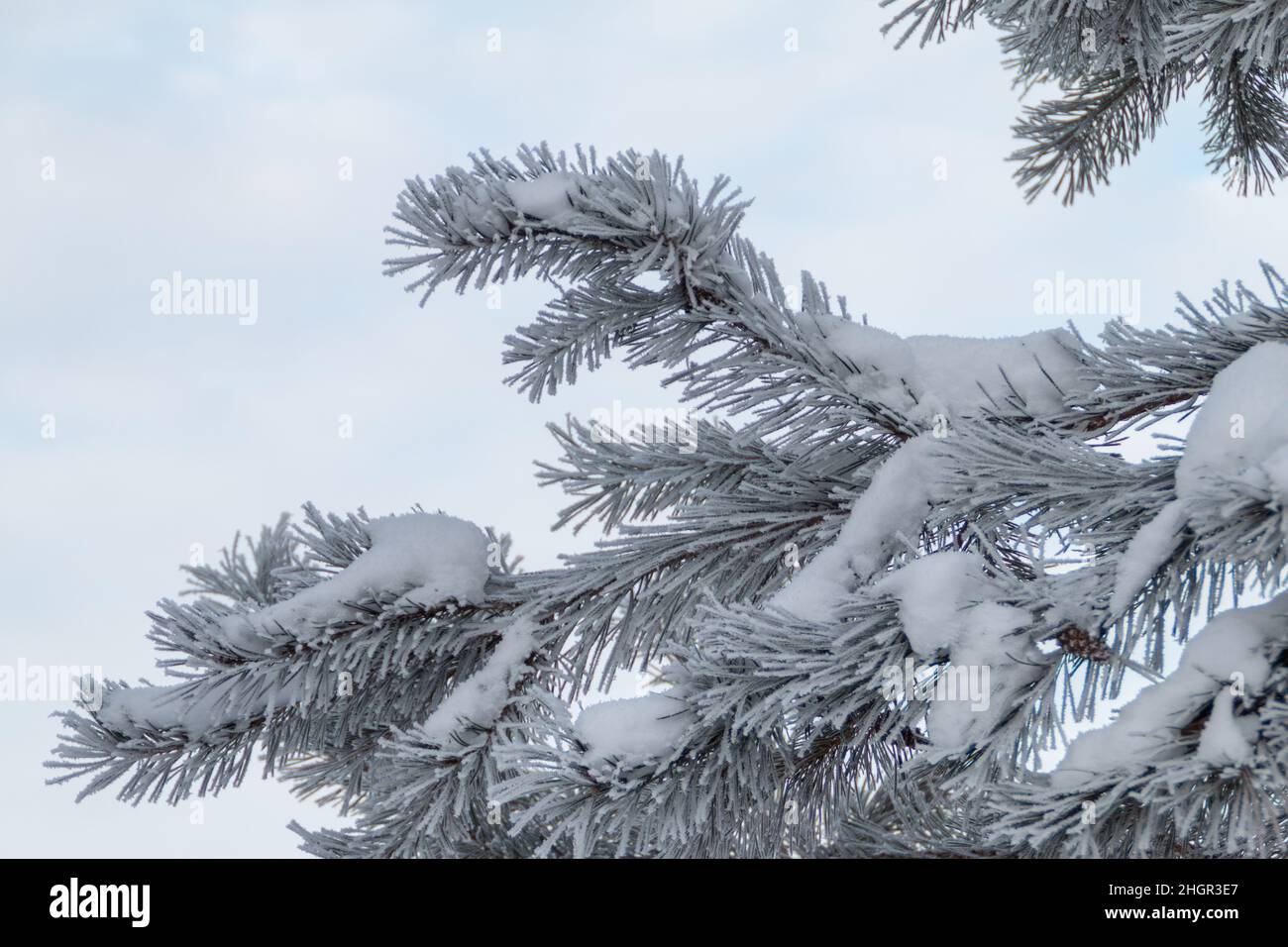 snow covered pine tree with sunlight Stock Photo - Alamy