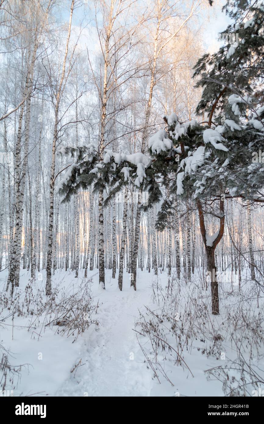 snow covered pine tree with sunlight Stock Photo - Alamy