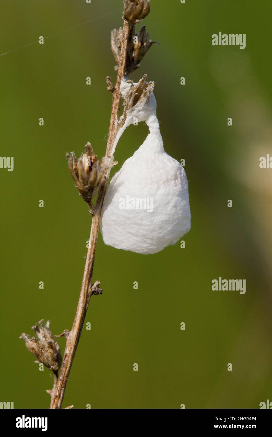 Egg cocoon of the fairy lamp spider (Agroeca brunnea) Stock Photo