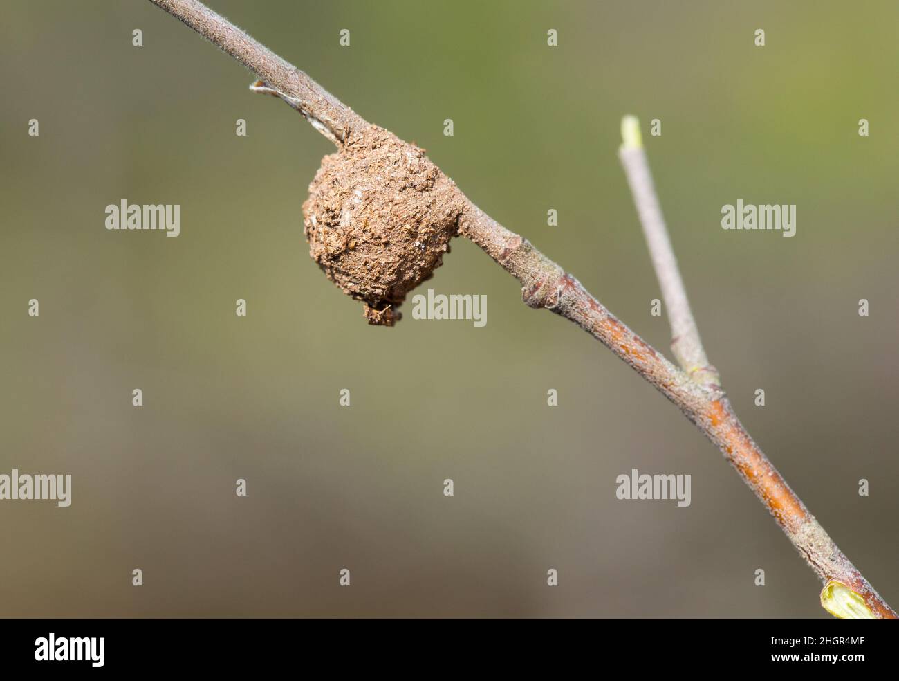 Egg cocoon of the fairy lamp spider (Agroeca brunnea) Stock Photo