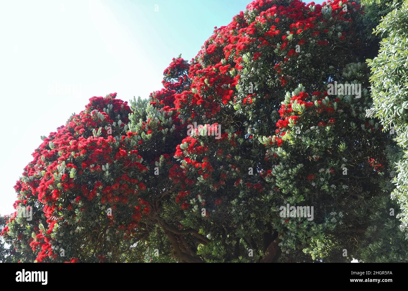 Red blossoms of Metrosideros excelsa, New Zealand christmas tree Stock