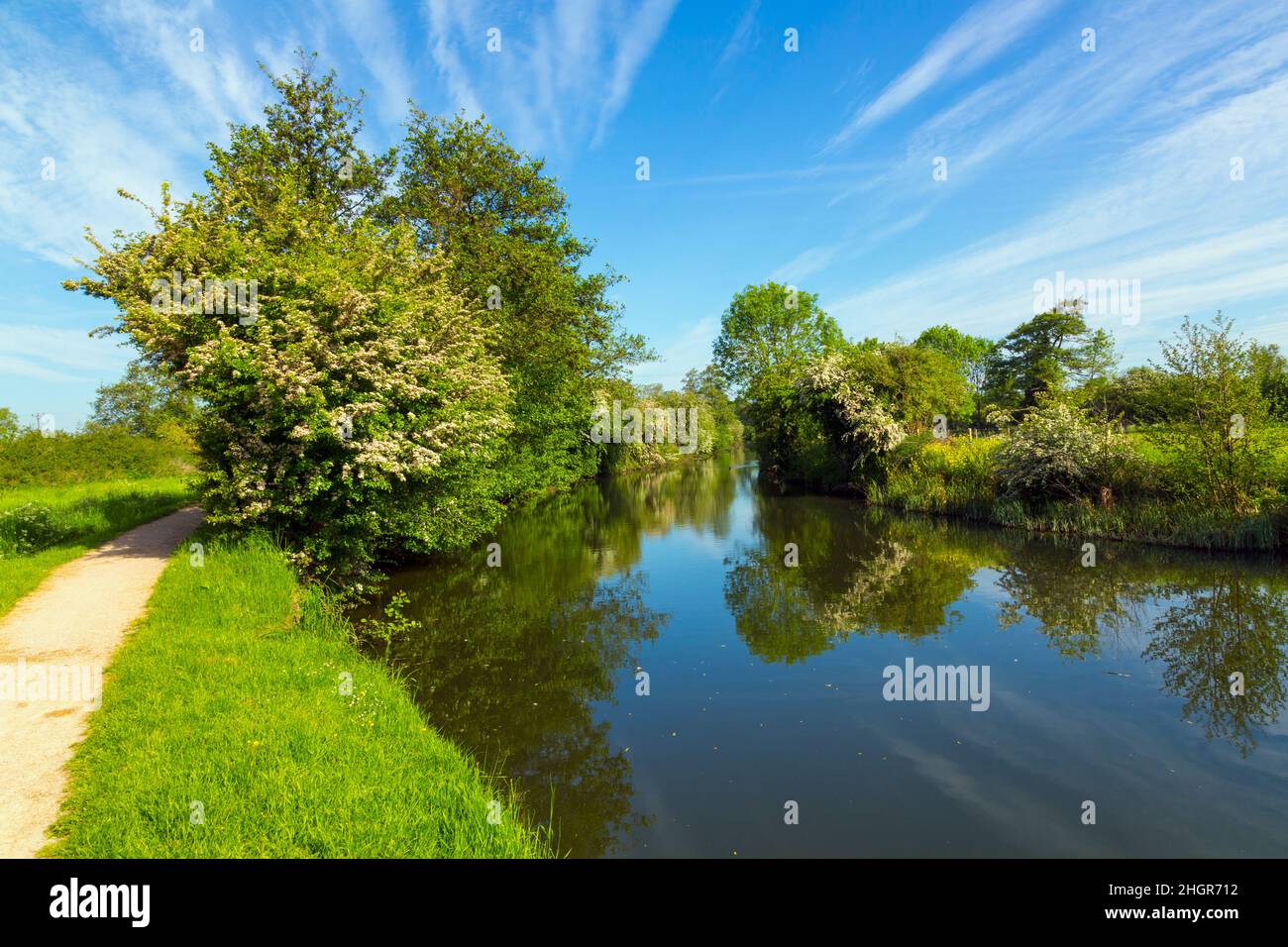 Spring on the river Stort Stock Photo