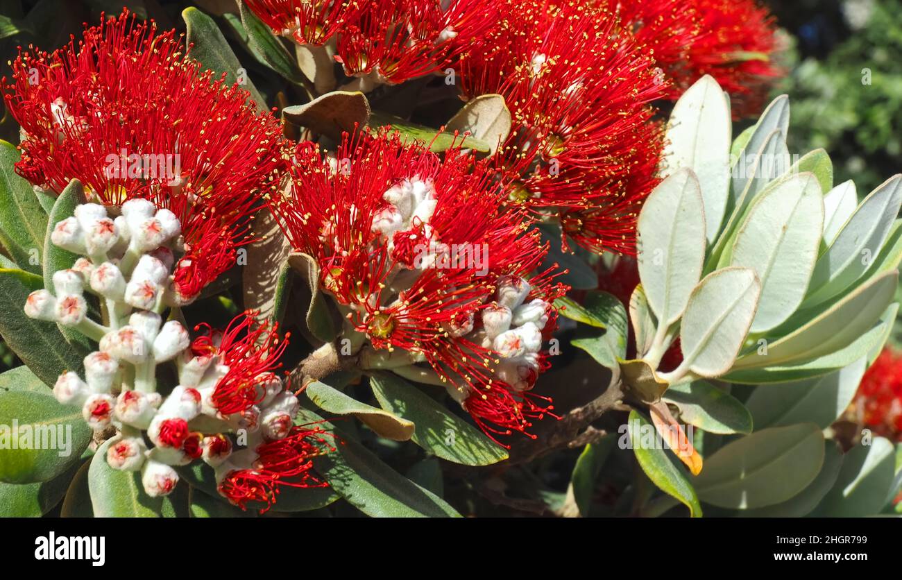 Red blossoms of Metrosideros excelsa, New Zealand christmas tree Stock Photo