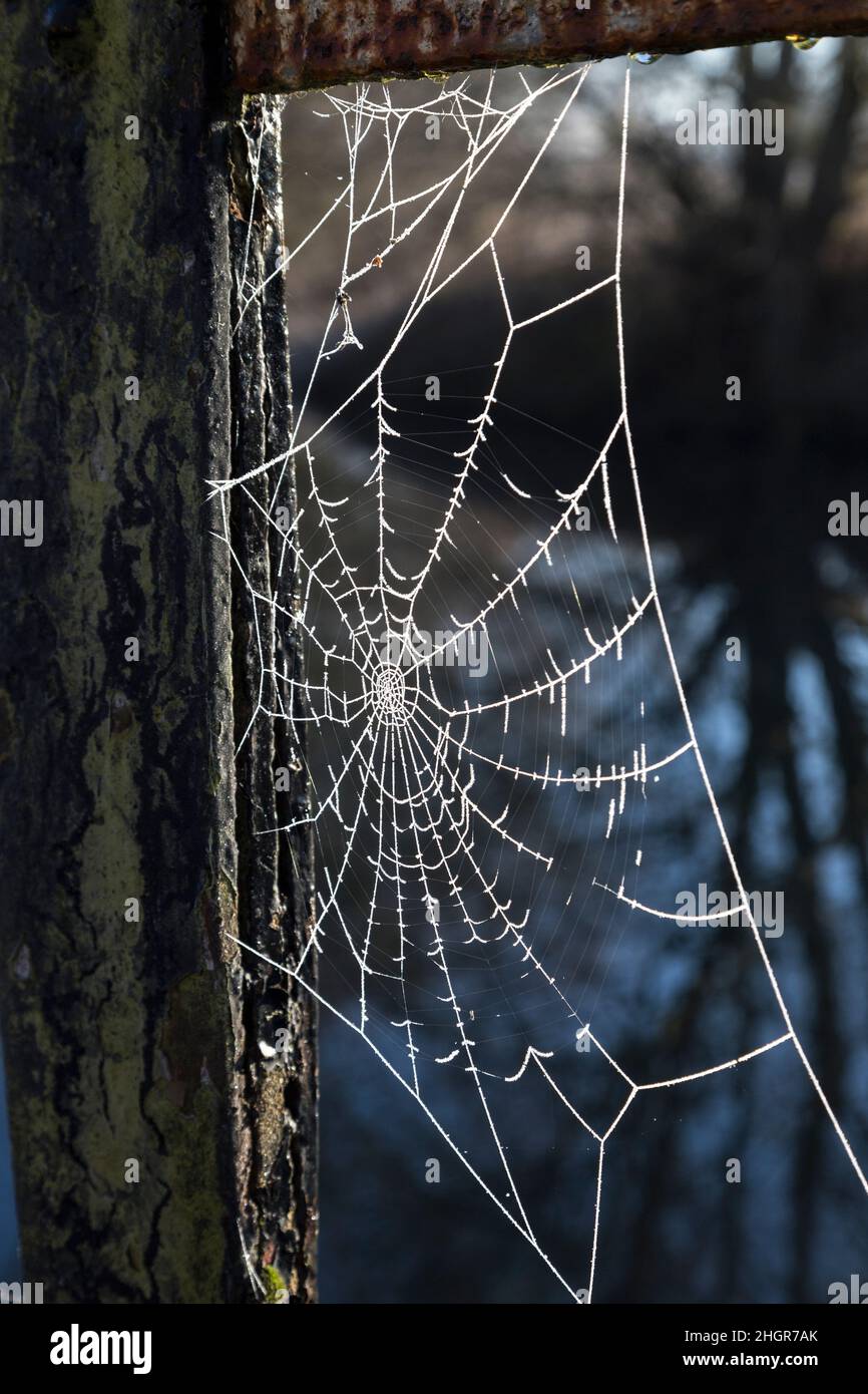 Spiders Web Stock Photo