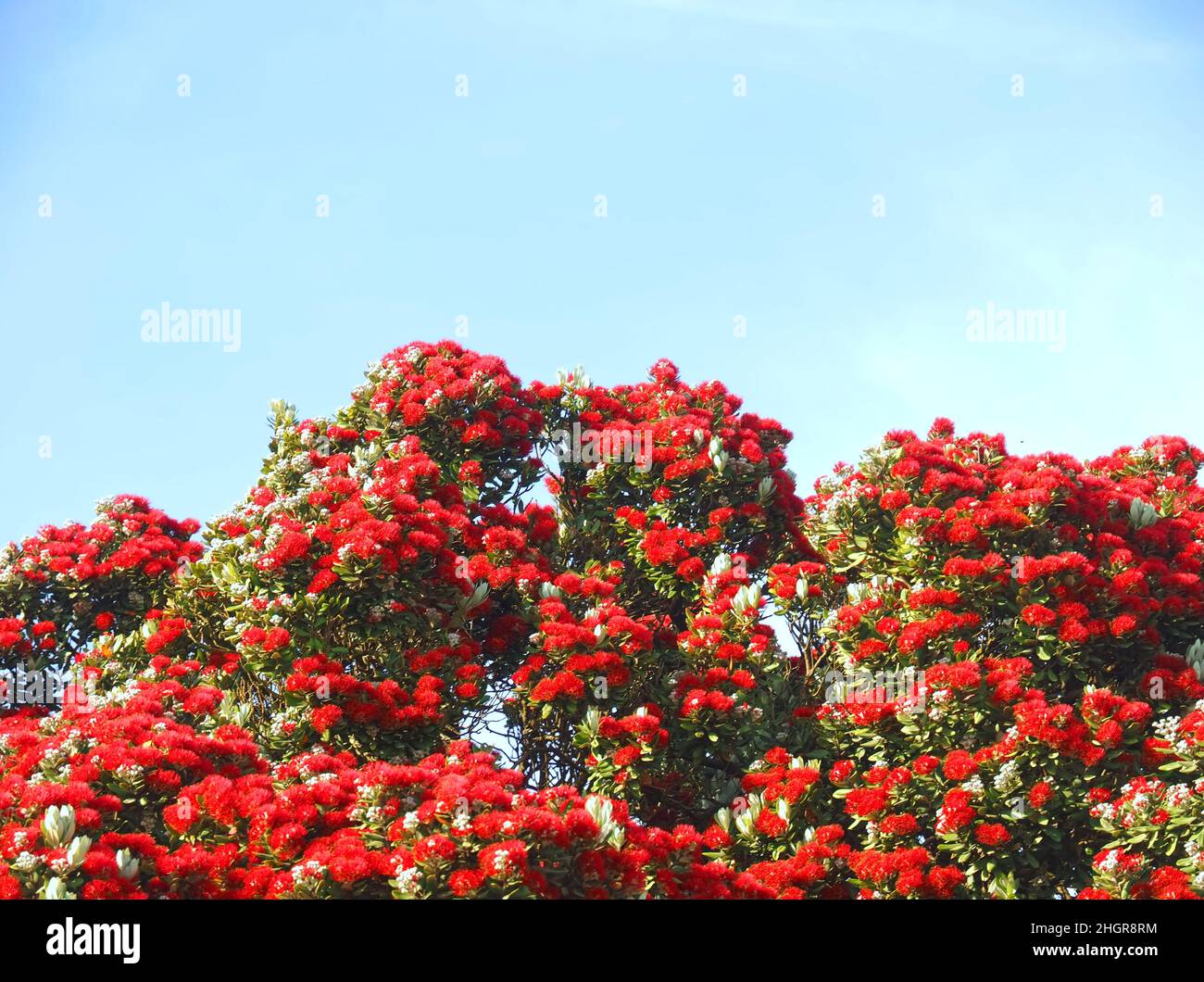 Red blossoms of Metrosideros excelsa, New Zealand christmas tree Stock Photo