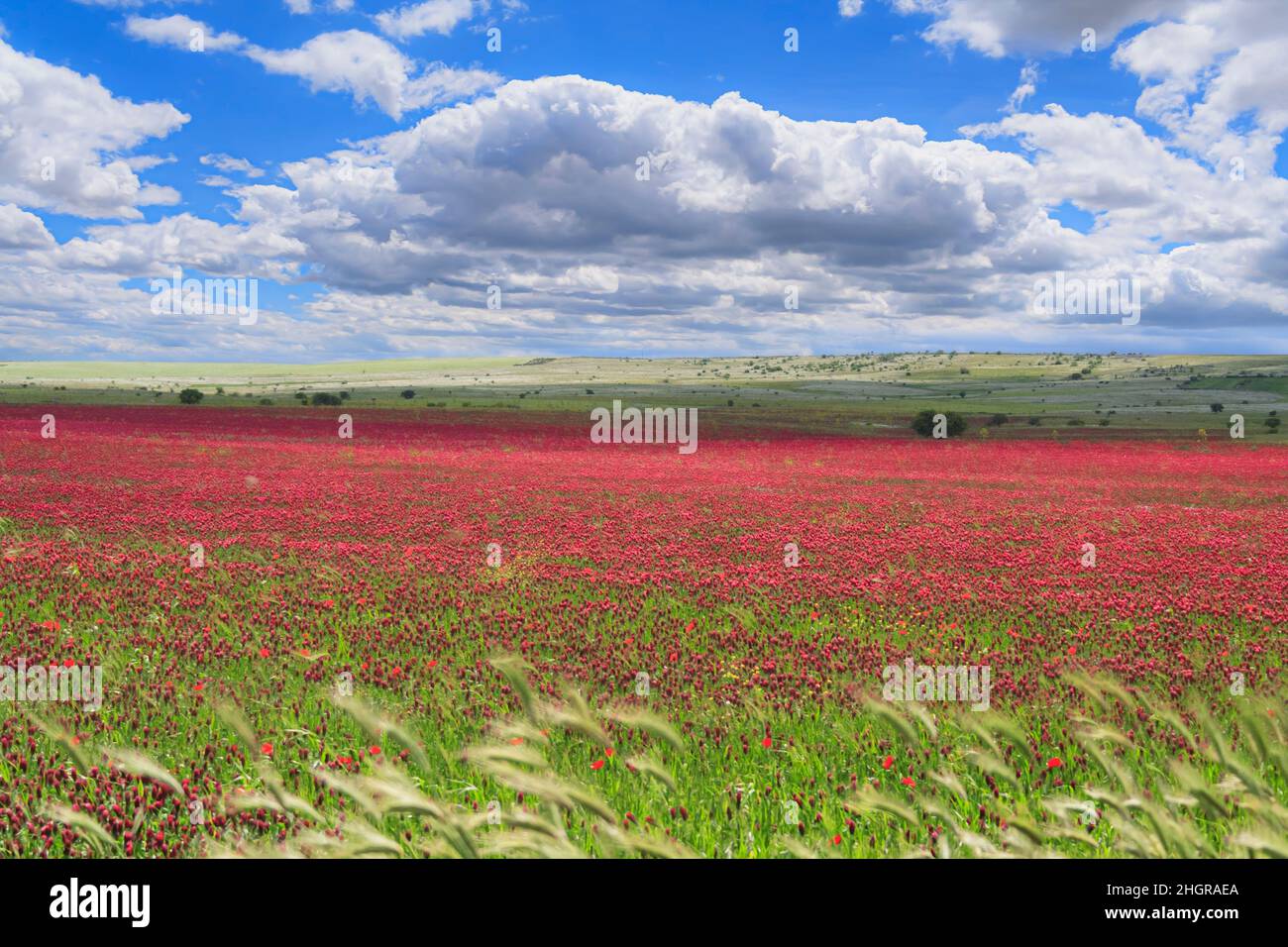 Springtime: field of purple flowers in Apulia, Italy. Alta Murgia National Park is a limestone plateau with wide fields and rocky outcrops,grassland. Stock Photo