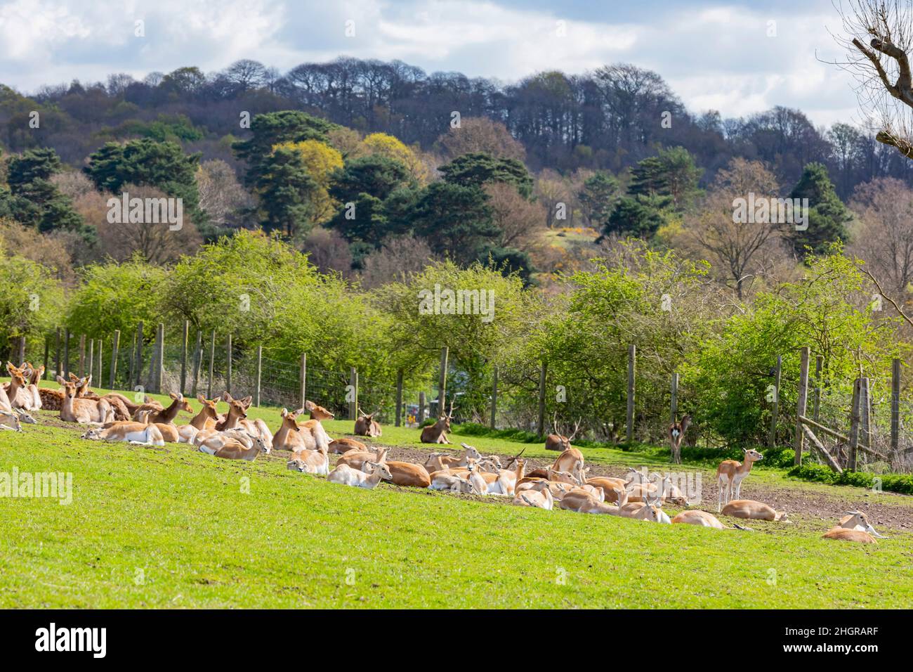 Close up shot of the beautiful Persian Farllow Deer in the beautiful West Midland Safari Park at Spring Grove, United Kingdom Stock Photo