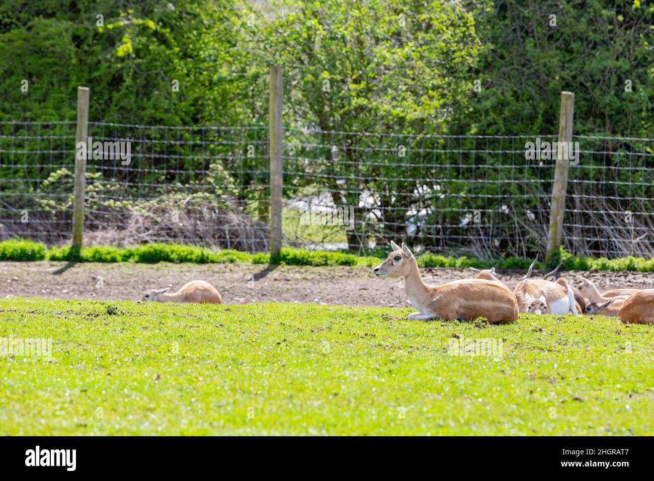 Close up shot of the beautiful Persian Farllow Deer in the beautiful West Midland Safari Park at Spring Grove, United Kingdom Stock Photo