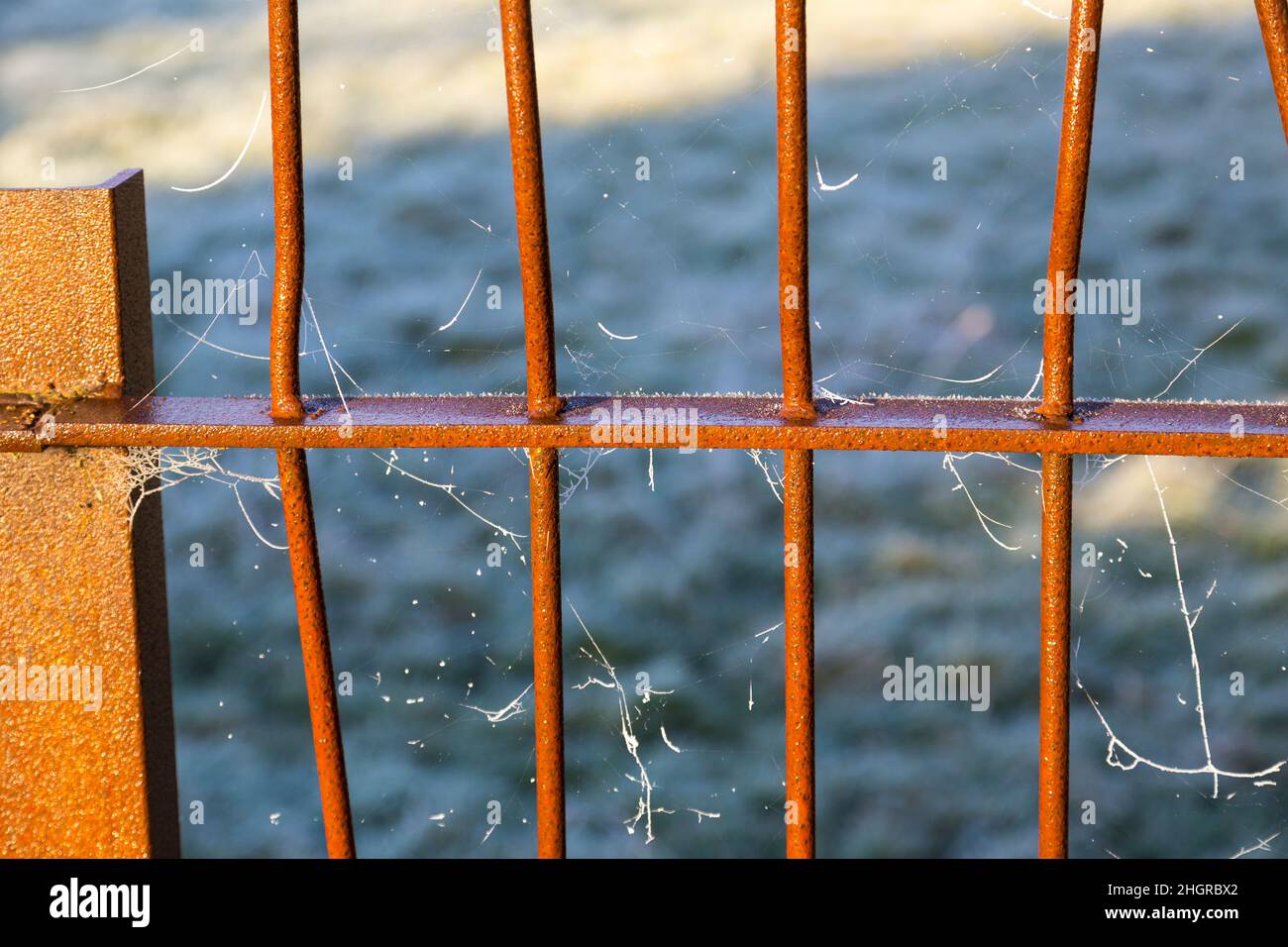 Cobwebs on rusty gate Stock Photo